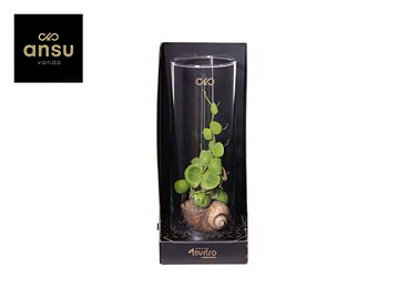 Invitro Collection - Dischidia (in Klein Fust)