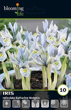 Ирис сетчатый Катерина Ходжкин