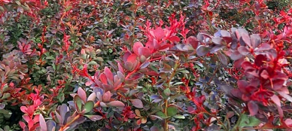 Барбарис тунберга Атропурпуреа