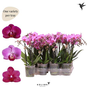 Phal 3st Kolibri Violet 9+ (ok)
