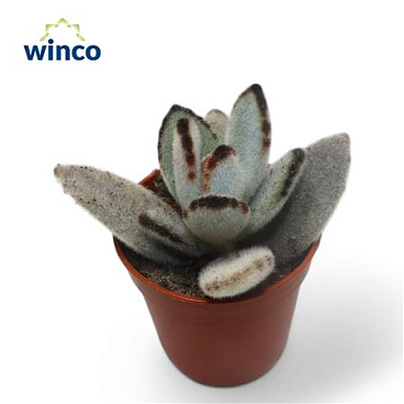 Kalanchoe Tomentosa.