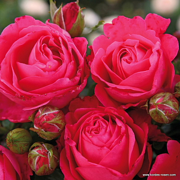 Роза чайно-гибридная Черри Лэди