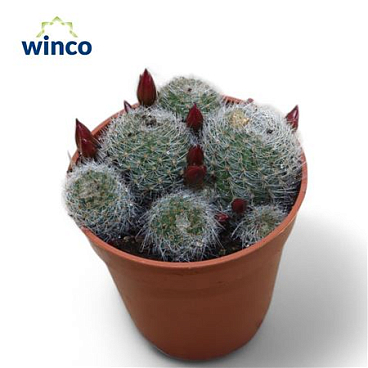 Rebutia Perplexa.
