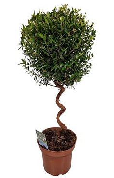 Myrtus Communis On Spiral Stem
