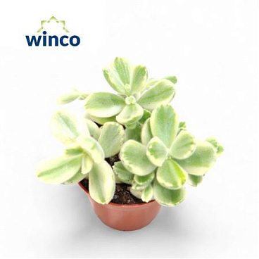 Cotyledon Ladysmithiensis Variegata