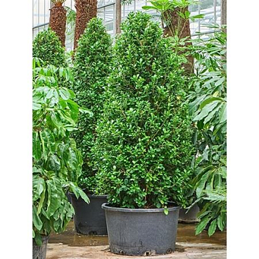 Ficus Microcarpa Moclame
