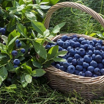 Голубика высокорослая Эрли Блю | Оптовая цветочная компания «Флора Групп» Голубика высокорослая Эрли Блю