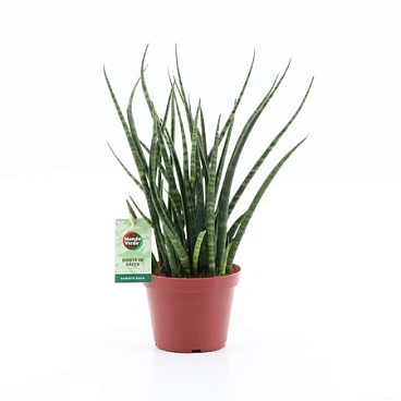 Sansevieria Fernwood