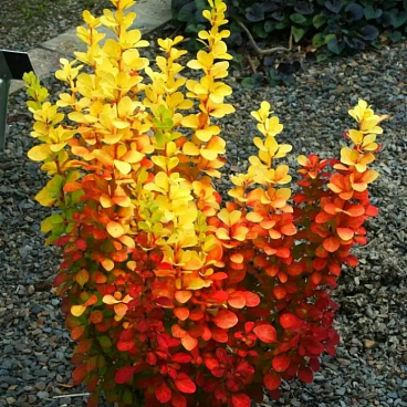 Барбарис тунберга Торч Дор