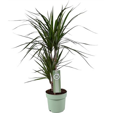 Drac Marginata 30-15 Morelips