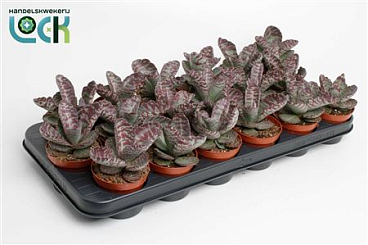 Kalanchoe Zebra