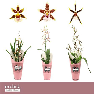 Cambria 1st Mixorchid Collection