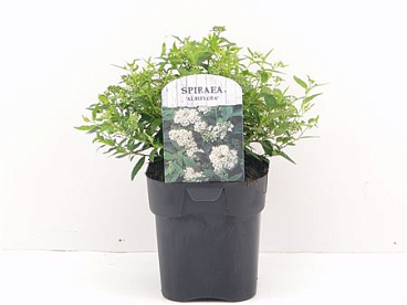 Spiraea Jap Albiflora