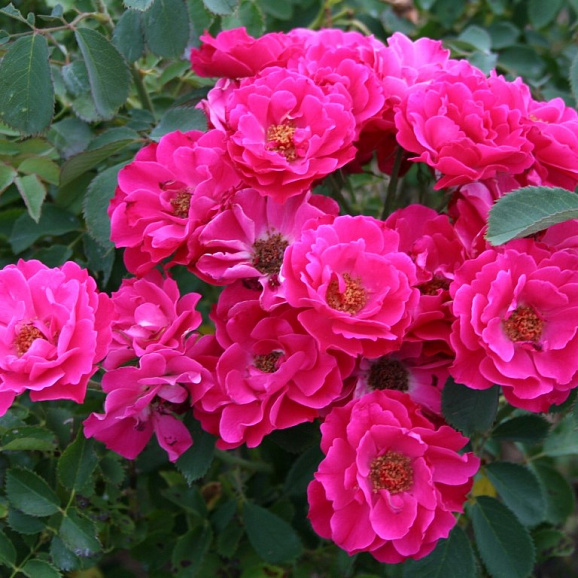 Роза парковая Джон Франклин