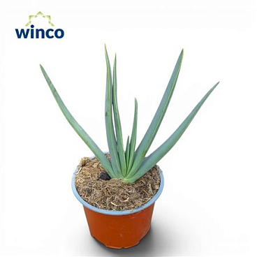 Aloe Plicatilis