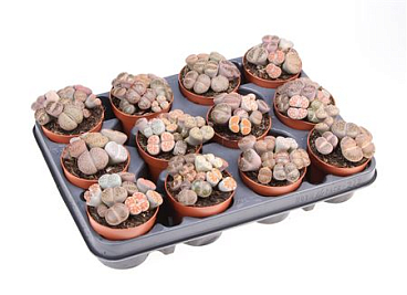 Lithops Mix