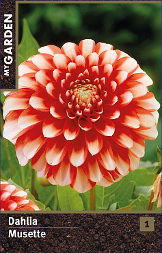 Георгина бордюрная Мьюзет