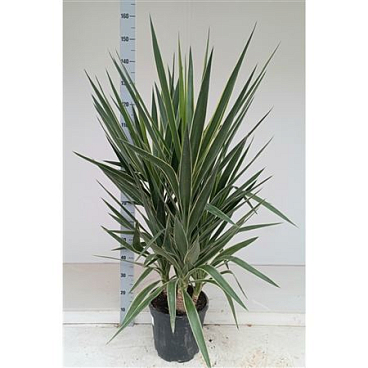 Yucca Puck 3pp