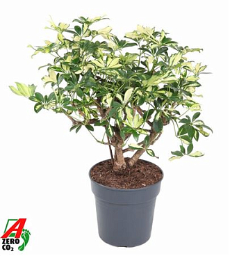 Schefflera Trinette