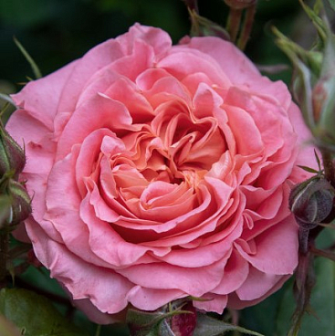 Роза флорибунда Вивьен Вествуд в тубе