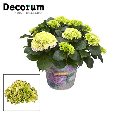 Hydrangea Boll White 7+ In Bucket (decorum)
