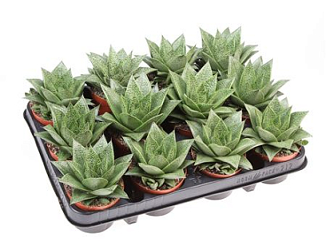 Gasteria Tiga