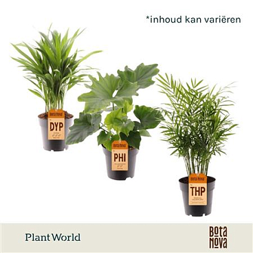 Plantmix Cuba (diverse Soorten)