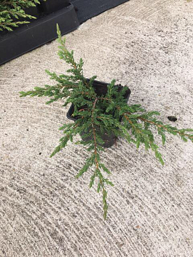 Можжевельник обыкновенный Репанда