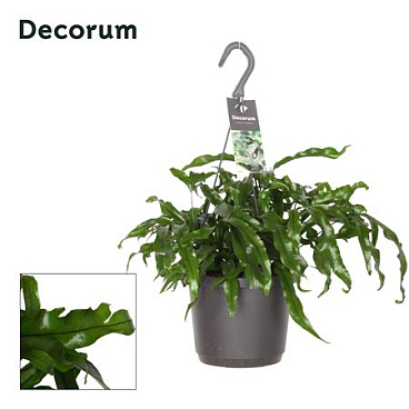 Microsorum Diversifolium