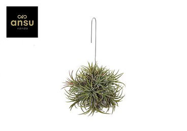 Tillandsia Ionantha Hang (large)