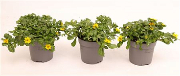 Sanvitalia Compact Yellow