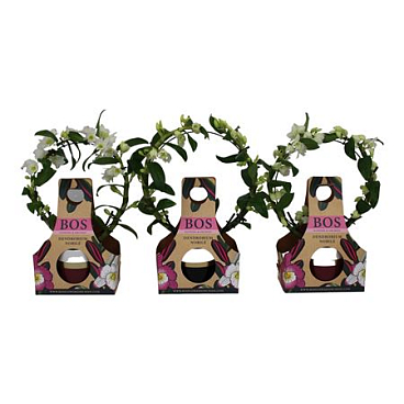 Dendr Nob Bow Horizon Gift Cover