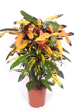 Codiaeum Mango