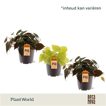Philodendron Scandens Micans Mix
