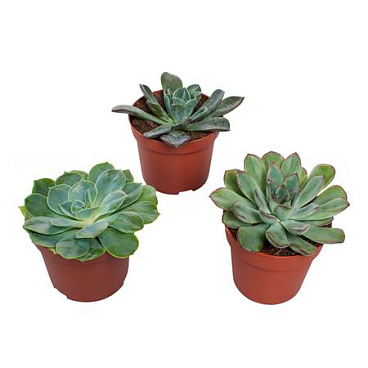 Эхеверия Микс