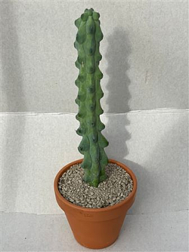 Myrtillocactus Nipel