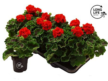 Pelargonium Zon Red (longlife)