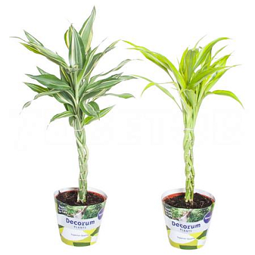 Драцена сандера Микс переплетенная