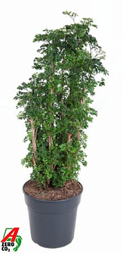 Polyscias Roble Branched