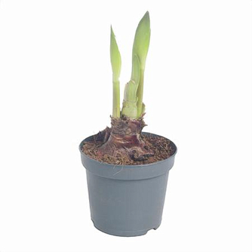 Гиппеаструм Колибри 2 ст микс