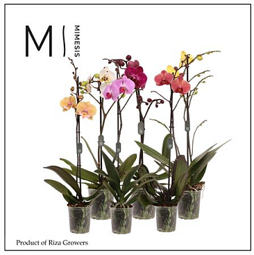 Phal 1st Mix Xxxl 9+ (mimesis)