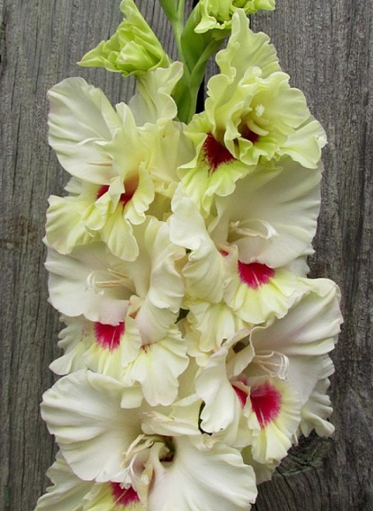 Гладиолус крупноцветковый Рубин В Изумруде