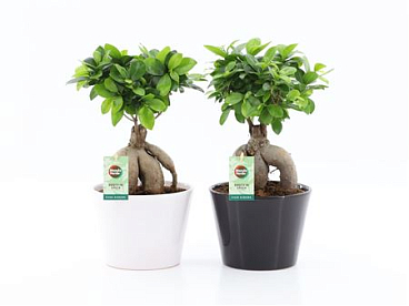 Ficus Ginseng White-black Ceramic