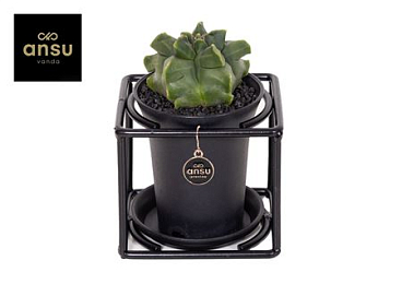 Astrophytum Myriostigma In Design Frame
