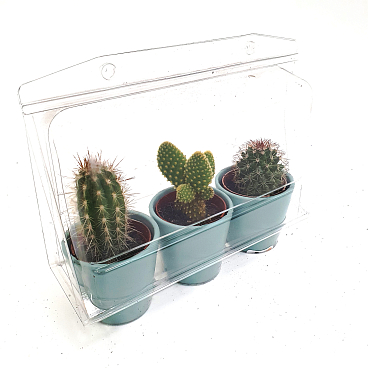 Кактус Микс в керамике