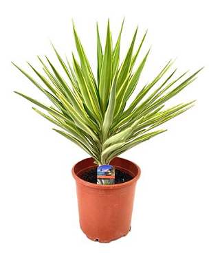 Yucca Jewel Head