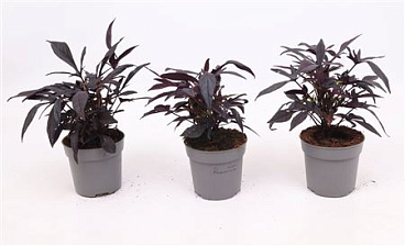 Ipomoea Batatas Purple Sweet Potato