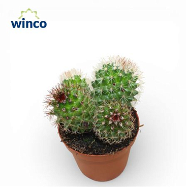 Mammillaria Spinossisima Group (flowering)