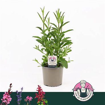 Verbena Bonariensis Bonne Blue