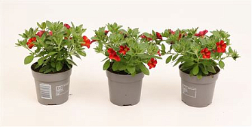 Calibrachoa Bakari Orange